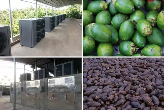 揭開檳榔烘干神秘面紗 揭開檳榔烘干神秘面紗