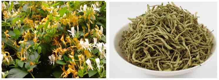 小型金銀花烘干機價格 小型金銀花烘干機價格