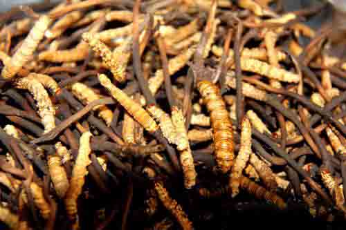 空氣能蟲草烘干會影響效果嗎 空氣能蟲草烘干會影響效果嗎