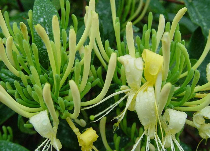 怎么避免金銀花烘干發黑？烘干廠家教你五招「不發黑」