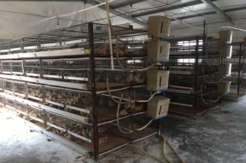 廣東溫氏集團新興縣養(yǎng)雞場采暖項目