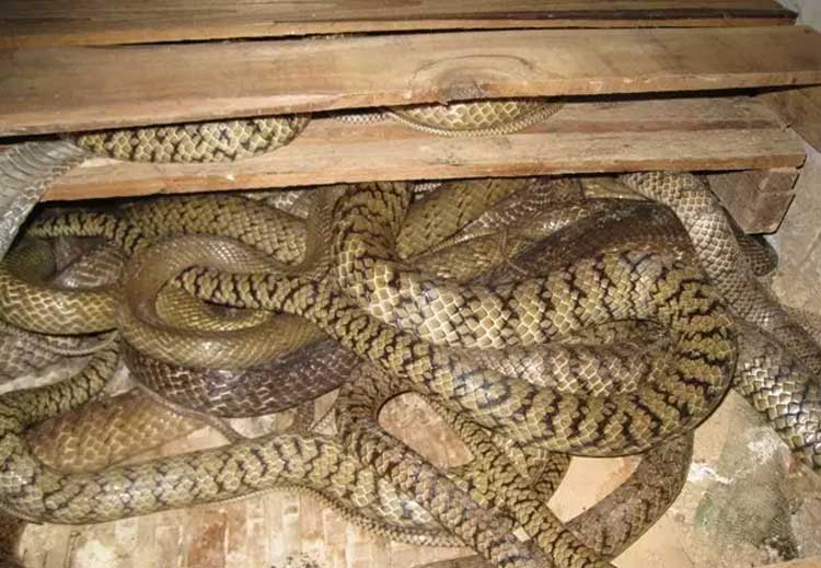 空氣能蛇養殖采暖機組空氣能熱泵采暖畜牧采暖空氣能養蛇采暖 空氣能蛇養殖采暖機組空氣能熱泵采暖畜牧采暖空氣能養蛇采暖