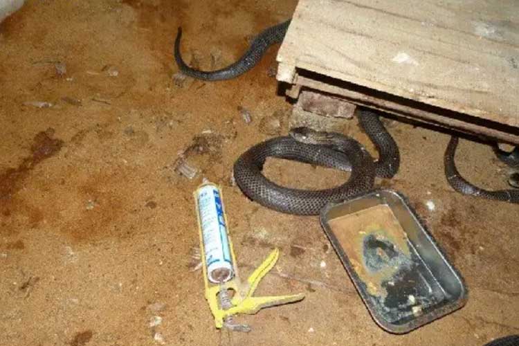 空氣能蛇養殖采暖機組空氣能熱泵采暖畜牧采暖空氣能養蛇采暖項目案例圖片 空氣能蛇養殖采暖機組空氣能熱泵采暖畜牧采暖空氣能養蛇采暖項目案例圖片