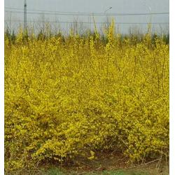 綠化苗木冬青北海道黃楊月季 綠化苗木 種植 查看