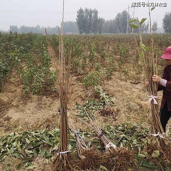 蜜露櫻桃苗品種特點(diǎn)簡(jiǎn)介,矮化蜜露大櫻桃樹(shù)苗種植技術(shù)要點(diǎn)