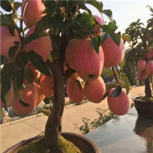 全紅富士蘋果價(jià)格 全紅富士蘋果公司 圖片 視頻