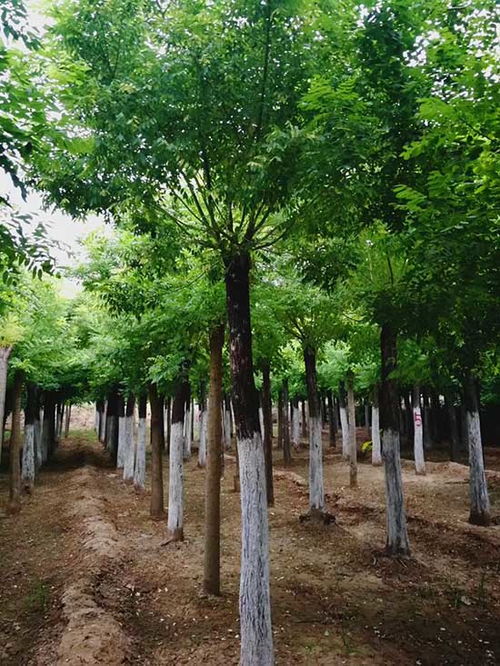 五角楓,五角楓2020 誠心推薦濟(jì)寧市任城區(qū)禾盛苗木種植供應(yīng)