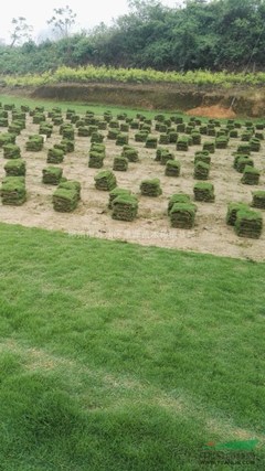 郴州市蘇仙區(qū)景源苗木種植基地