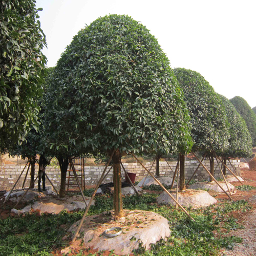 重慶市涪陵區(qū)奮進(jìn)苗木種植場(chǎng)
