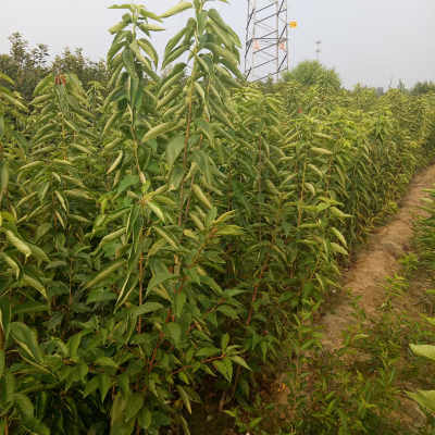 新聞 福建美早櫻桃樹(shù)苗 種植基地