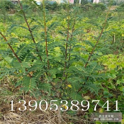 哪里有多少錢(qián)、花椒苗多少錢(qián)一棵