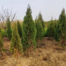 秦皇島2公分側(cè)柏苗木種植基地