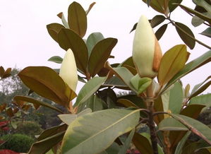 廣玉蘭 產(chǎn)品詳情 漢中市苗木種植基地