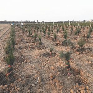 白皮松種植技術(shù)
