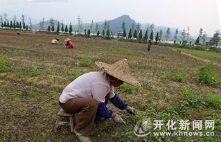 種植管理綠化苗木