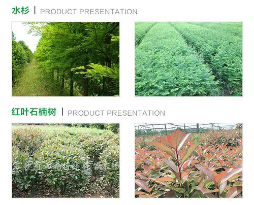 綠化苗木公司 苗木公司 九江永誠(chéng)園林種苗場(chǎng) 查看