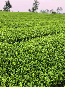 雅安市名山區(qū)惠農(nóng)苗木種植農(nóng)民專業(yè)合作社秉承以顧客滿意為中心
